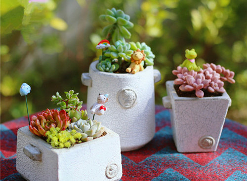 春節(jié)期間擺放家里能“旺財”的花