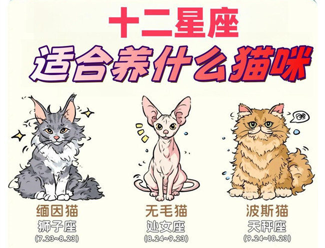 12星座適合養(yǎng)什么貓咪？